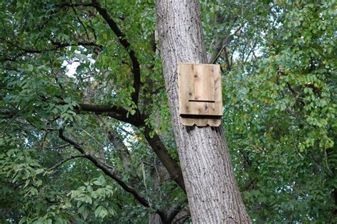 mount bat house on tree